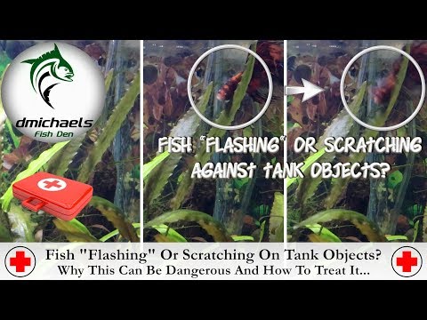 Fish Smacks Rocks Why Do Fish Bump Into Plants And Rub On Rocks