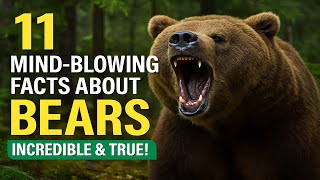 11 Mind-Blowing Facts About Bears🐻 11 Mind-Blowing Facts About Bears🐻