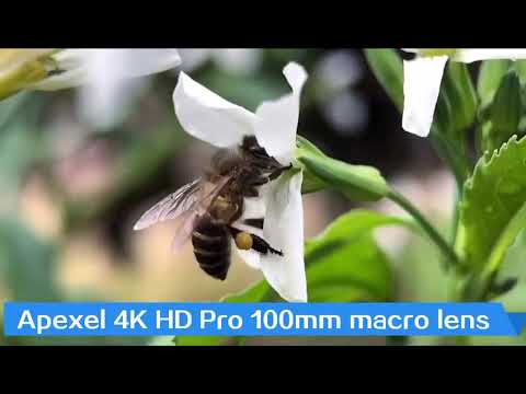 Taken By Apexel 100mm Macro Lens Youtube Taken By Apexel 100mm Macro Lens Youtube