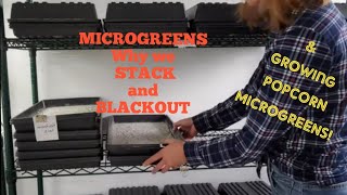 Microgreen WHY Stack and Blackout? POPCORN MICROGREEN GROWING