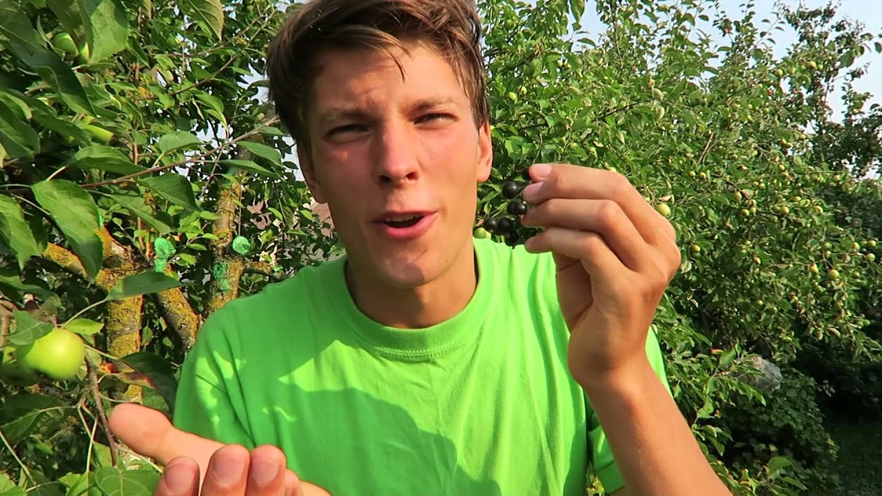 TASTE EVERY FRUIT -  39  - Black currant