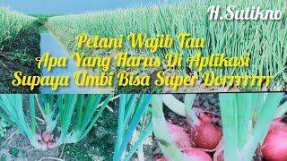 TERNYATA SEPERTI INI CARA PEMBESARAN UMBI BAWANG MERAH SAAT USIA GENERATIF