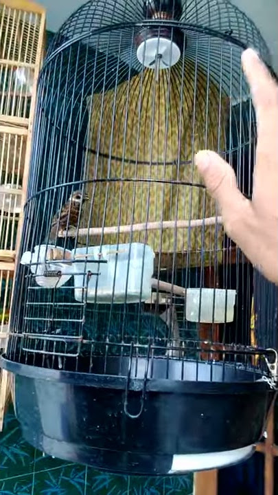 Chipping Sparrow Singing #birdsong