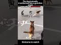 #LoyalDogProtectingOwner #HeartwarmingDog #ProtectingLittleOwner #DogsFeelSafety    #viral
