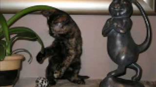 Crazy Cat