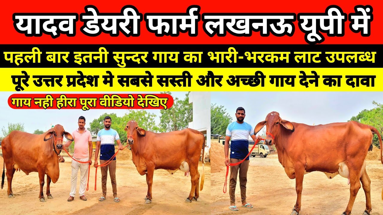 यादव डेयरी फार्म पर पहली बार सुन्दर गाय का भारी-भरकम लाट उपलब्ध || yadav dairy farm lucknow 