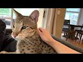 Big Savannah Cat Is A Gentle Giant/ Cute Cat Video