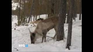 видео: Раиса Сметанина легендарная лыжница картинка: Раиса Сметанина легендарная лыжница