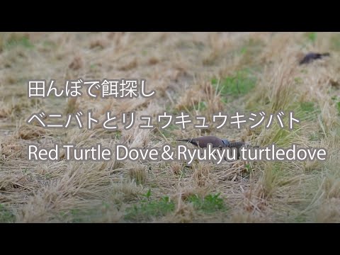 【田んぼで餌探し】ベニバトとリュウキュウキジバト　Red Turtle Dove＆Ryukyu turtledove