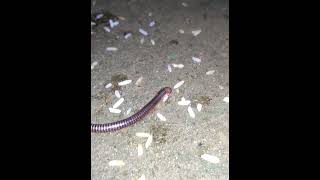 Millipede trying to eat raw rice