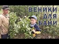 веники для бани