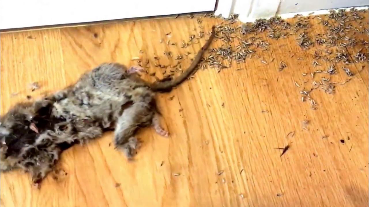 dead-rat-with-what-seemed-like-millions-of-maggots-in-the-house-youtube