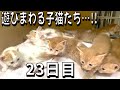 無限に遊び回る子猫を見たい方へ…！／チャンネル登録ありがとう！／最後の目薬