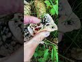 Strangest Mushrooms in the World