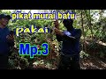 #pikat #murai                                                 PIKAT MURAI BATU PAKAI Mp3