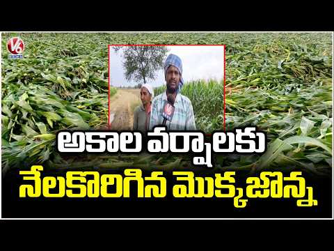 Unseasonal Rains Damage Maize Crop In Komaram Bheem District | V6 News - V6NEWSTELUGU