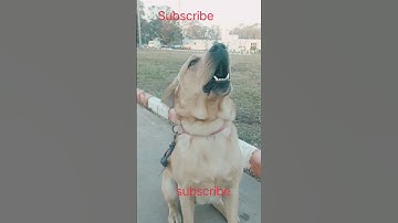 Thumbnail of #Labrador Dog Barking clip #Dog traing