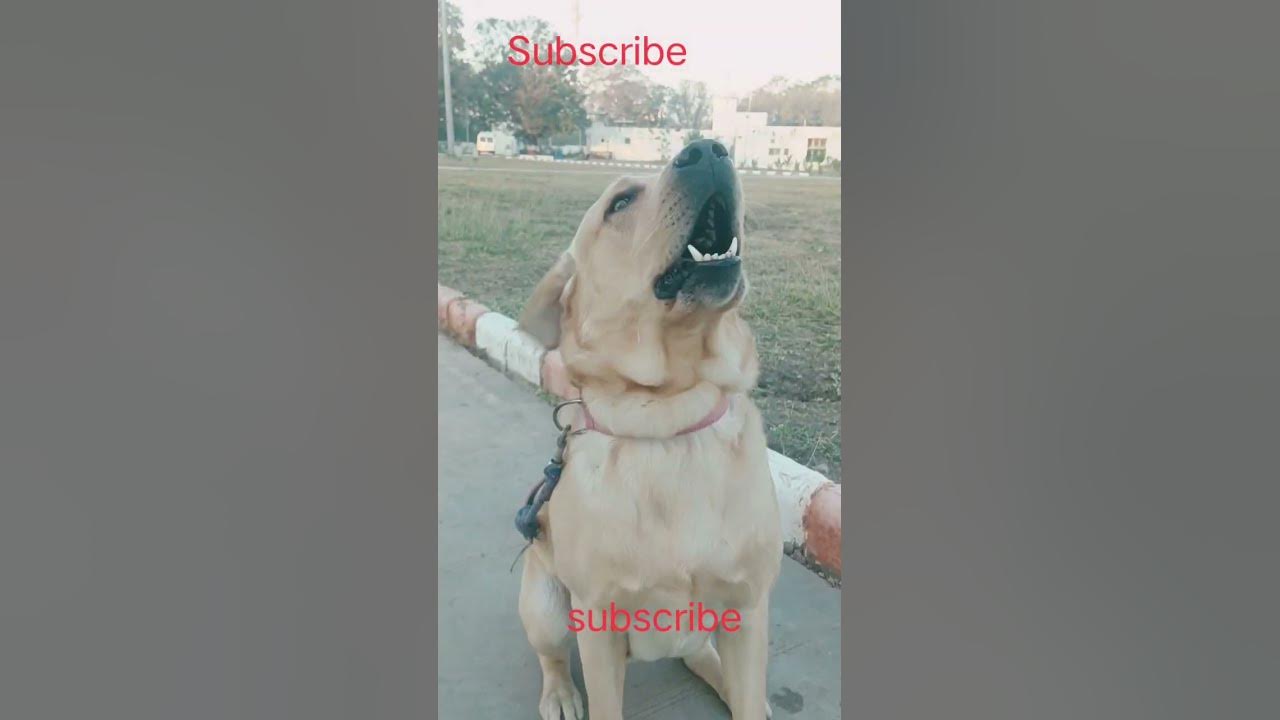 #Labrador Dog Barking clip #Dog traing #Labrador Dog Barking clip #Dog traing
