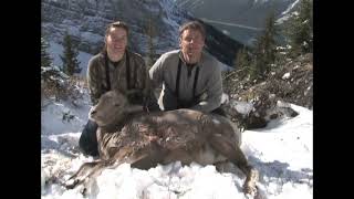 Mule Deer and Bighorn Sheep In Alberta