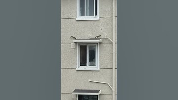 Chạy trên tường là dễ 😅😅😅 #shortvideo #animals #fun #funny #funnymoments #douyin #foryou