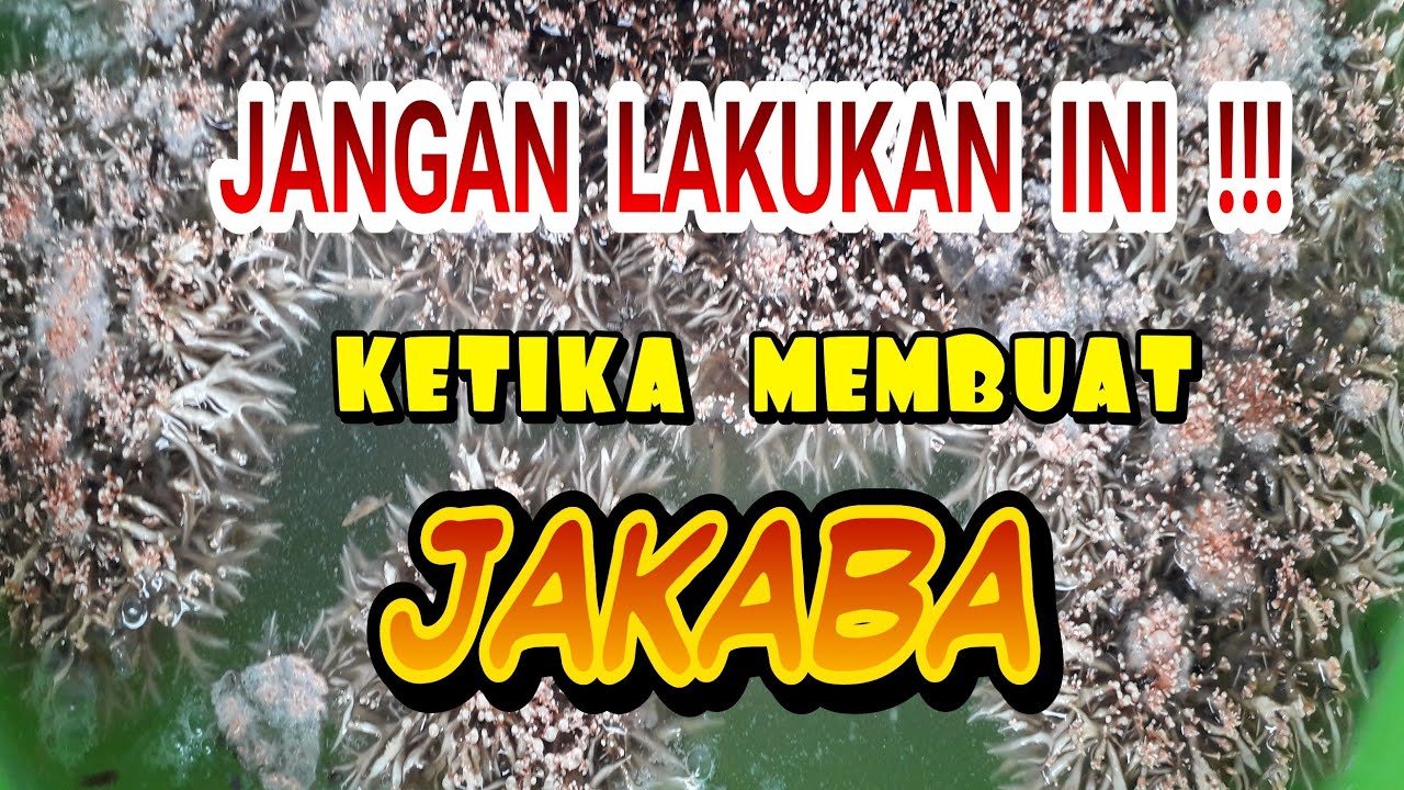 SESUATU YANG TIDAK BOLEH DILAKUKAN SAAT MEMBUAT JAMUR JAKABA