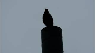 The song of the Common Blackbird ( Turdus merula)