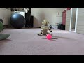 Macchiato the ERS-311 and the cutest pink ball skit in the history of Aibo (laughs at herself)