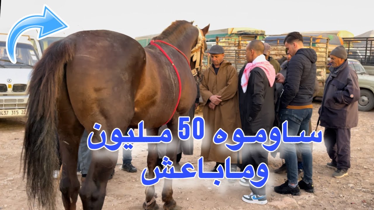 خيول بسعر 50 مليون من سوق بلعباس للخيول # العود الوهواني يجذب الأنظار من سوق بلعباس للخيول