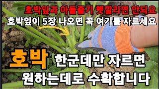 호박 원하는대로 수확하려면 잎이 5장 나오면 꼭 여기 자르세요! #호박순지르기 #호박곁순제거 #호박많이열리게하기 #호박크게만드는법 #호박순치기 #호박재배 #호박키우기