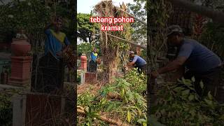 tebang pohon ditengah kuburan #tebangpohon #woodworking #treefelling #treecutting #chainsaw #shorts