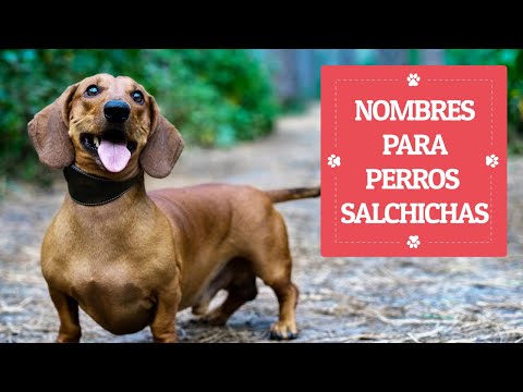 Video: Cómo Nombrar Un Perro Salchicha