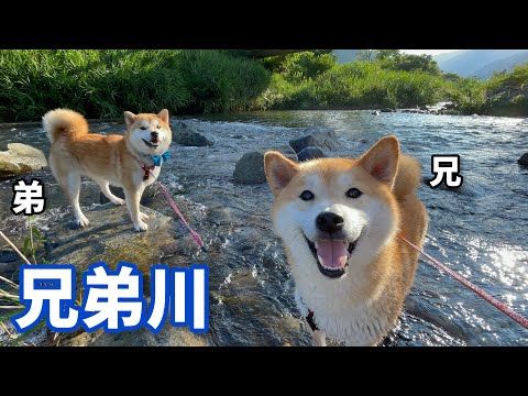 川遊びが楽し過ぎて嬉しさ全開の巨体柴犬兄弟が可愛いw