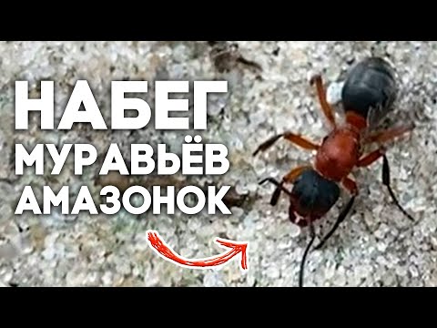 Видео: НАБЕГИ МУРАВЬЁВ АМАЗОНОК И КРОВАВЫЕ РАБОВЛАДЕЛЬЦЫ - В ПОИСКАХ МАТОК \\ Димон и пумба