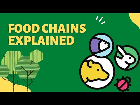 Food chain explained Free biology lessons