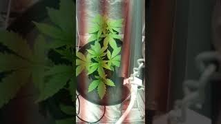 Kahuna . And junkyard 420 100% sativia finshing day 1 of proper veg under 250watt 18/6 and44watt t5s