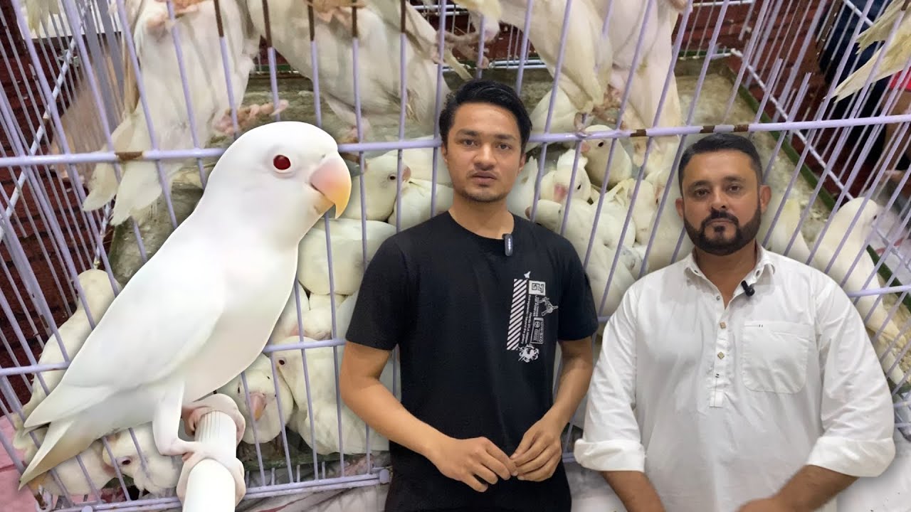 The King of Albino Huge Comeback