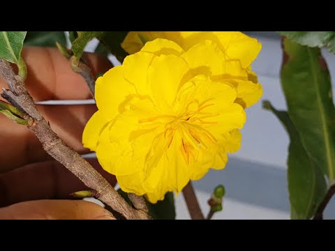Video Giao lưu cây mai đã ghép cúc hoa đẹp lh 0987096755 - youtube