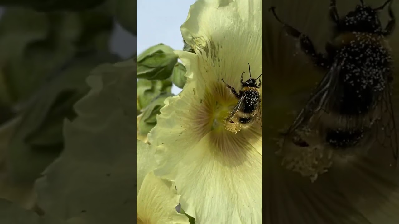 Bee covered in pollen 