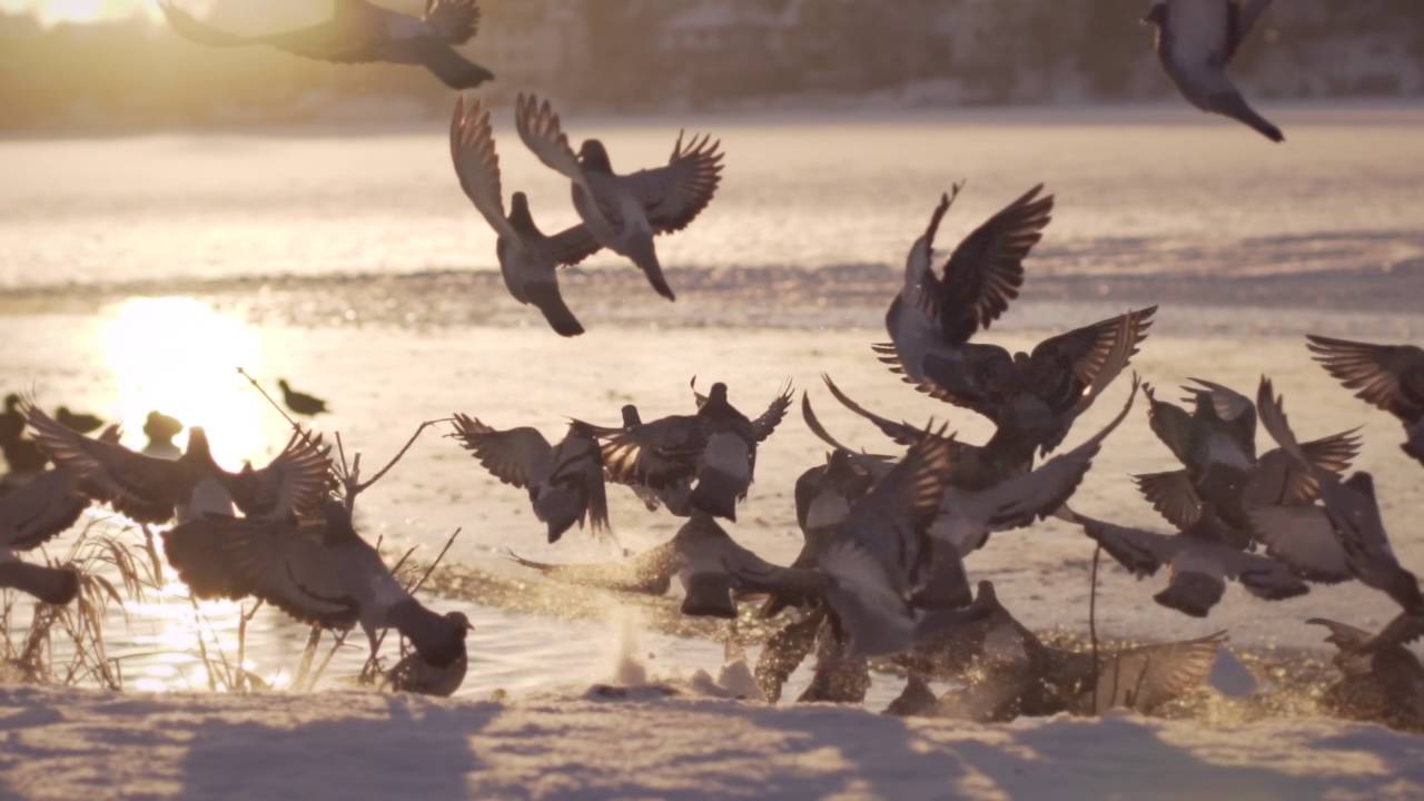 Jonas V - Guder som oss