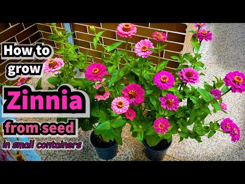 Video: Zinnia-verzorging binnenshuis – Hoe Zinnia-bloemen in pot binnen te kweken