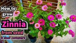 How to Grow Zinnia from Seed in Containers