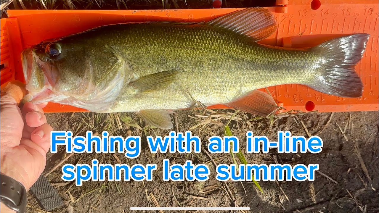 Fishing with an in-line spinner late summer 