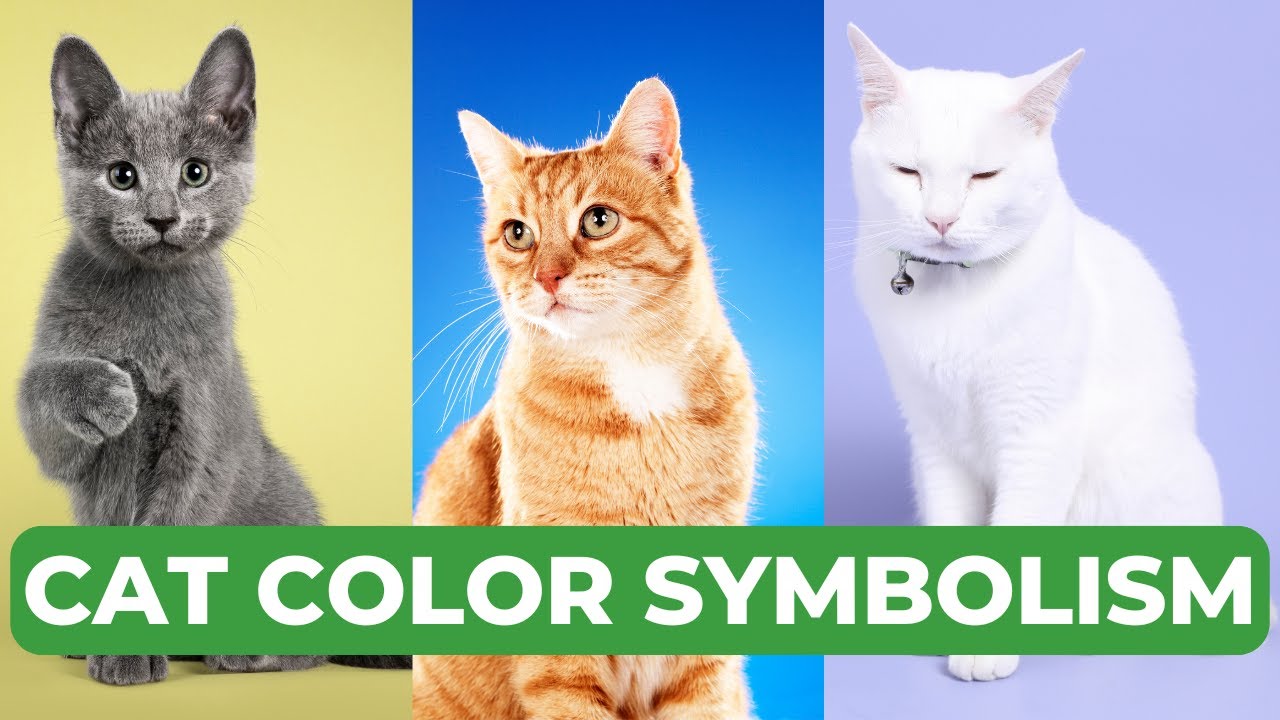 Cat Color Meanings: How Your Cat's Fur Affects Your Life!