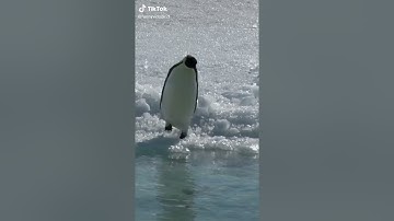 video shorts  vui vẻ tạo tiếng cười giảm căng thẳng stress{26