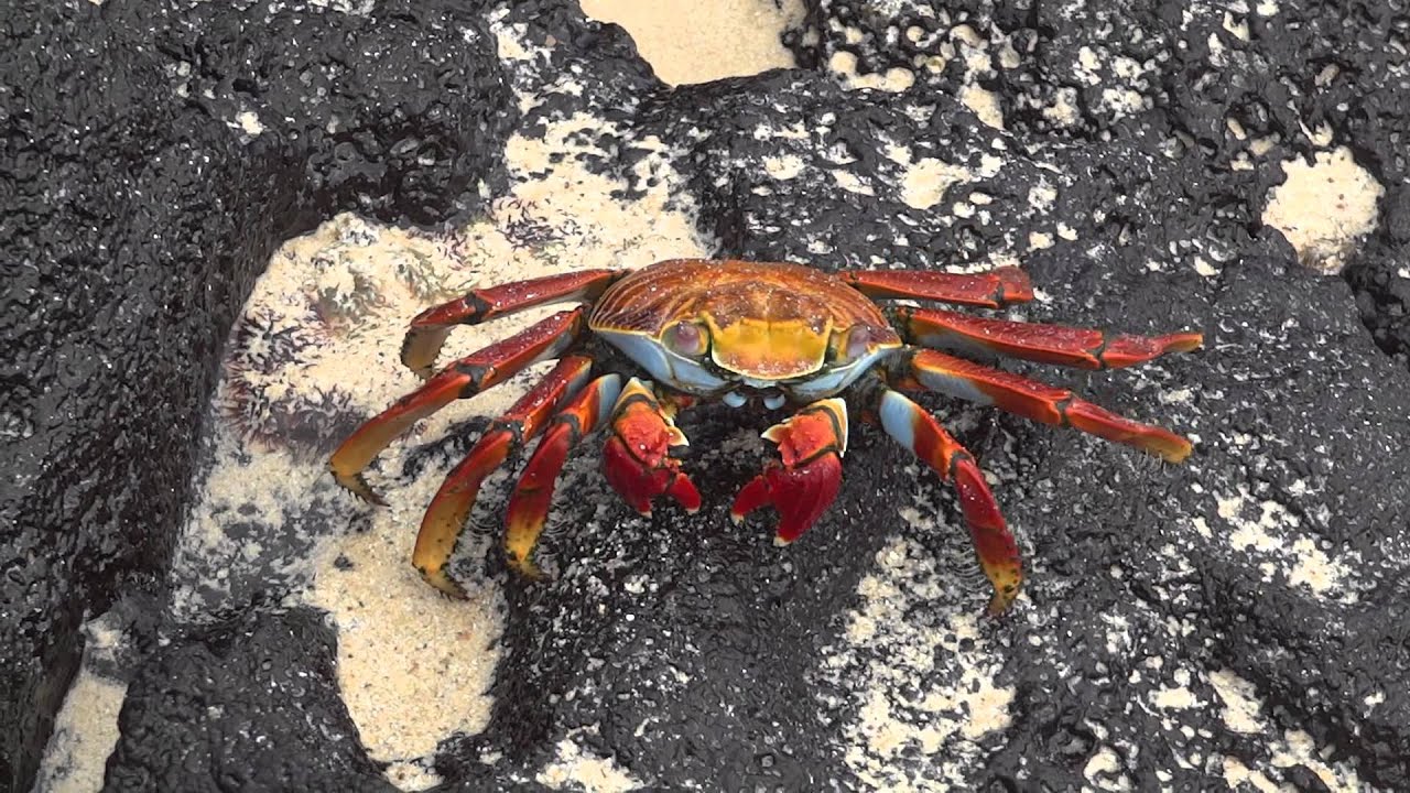 Galapagos Crab eating