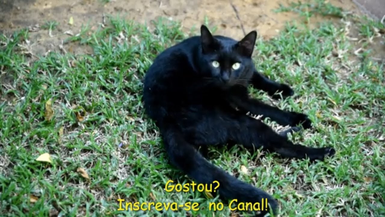 Gatos Fofos | Gatos engraçados | Gatos Graciosos | Gatos Fofos e Lindos ...