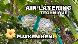 Clone this Flowering Tree the Easy Way.