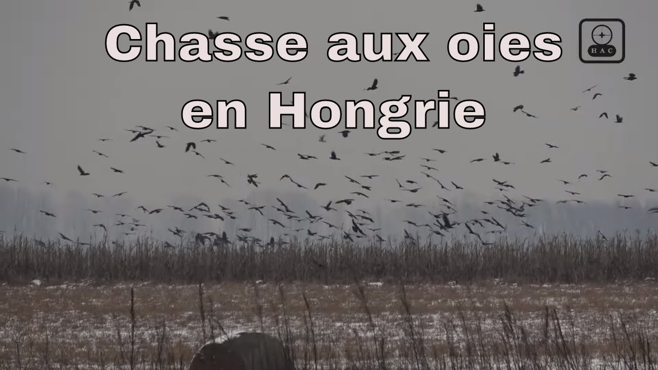 Chasse aux oies à l'est de la Hongrie part 3