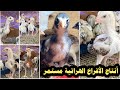 افراخ الدجاج الهراتي وجبات مستمره