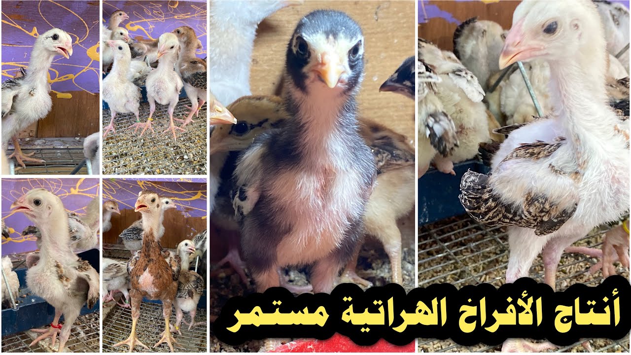 افراخ الدجاج الهراتي 💪🏼🐔 وجبات مستمره 🐣🐥